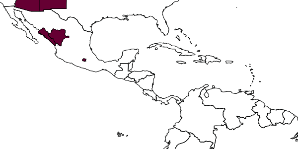 map of Dipogon thoracicus     Townes, 1957